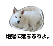 845532004