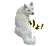 845532007