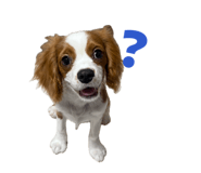 845533003