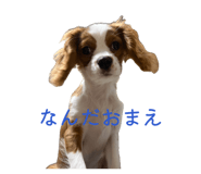 845533009