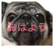 845534725
