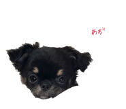 845535688