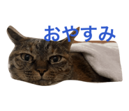845535900