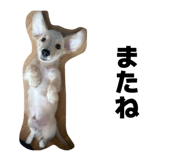 845540035