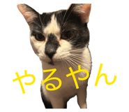 845543186