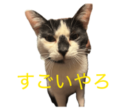 845543187