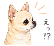 845550216