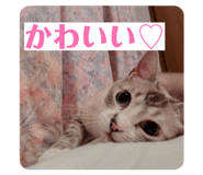 845552372