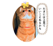 845553106