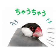 845553388