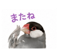 845553398