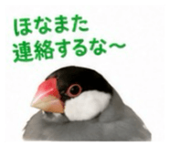 845553399