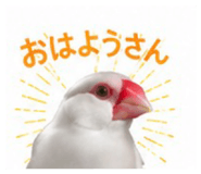 845553407