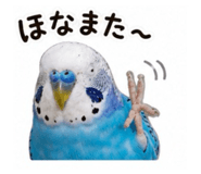 845553505