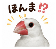 845553530