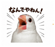 845553532