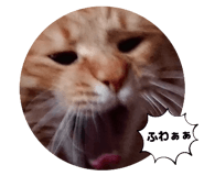 845553657
