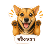 845554403