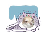 845554533