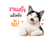 845555126