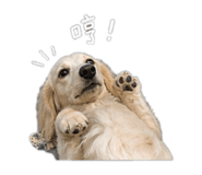 845555911