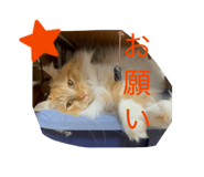 845566681