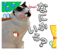 845577638