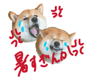 845577666