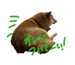 845577667