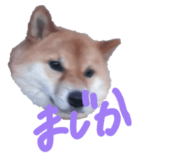 845577668