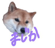 845577668