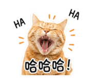 845580732