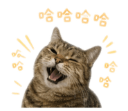 845581432