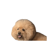 845581661