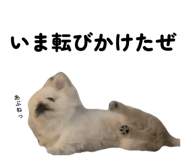 845583711