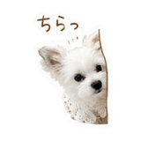 845583841