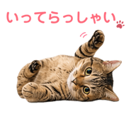 845584380