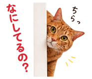 845584413