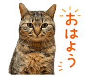 845584497