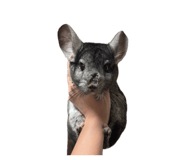 845618547