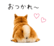845627517
