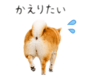 845627521