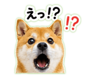 845627993