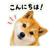 845628003