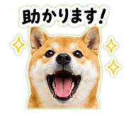 845628005
