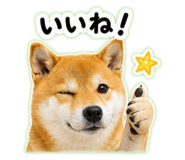 845628006