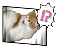 845628216
