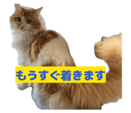 845628229