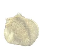 845631955