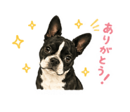 845633832